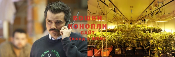 шишки Верея